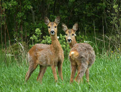 Rehe im Kastaniengarten